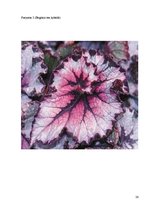 Referāts 'Модификационная изменчивость', 26.