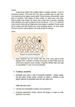 Konspekts 'Rudzu maizes cepšana Latvijā', 2.