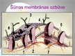 Prezentācija 'Šūnu membrānas darbības potenciāls', 4.