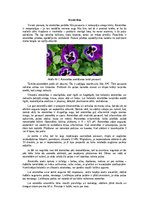 Eseja 'Atraitnītes', 1.