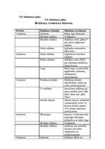 Biznesa plāns 'Restorāns "Devītais vilnis"', 34.