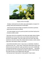 Referāts 'Liepa kā latviešu folkloras tēls', 4.