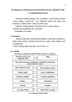 Prakses atskaite 'Mazumtirdzniecības uzņēmuma analīze', 4.