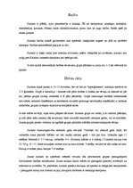 Referāts 'Surikati', 3.