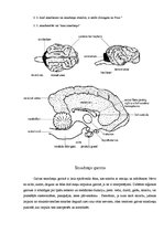 Referāts 'Surikati', 7.