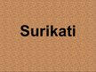 Referāts 'Surikati', 13.