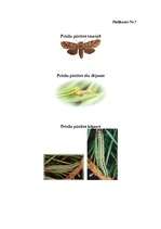 Referāts 'Dzīvnieku sabiedriskā uzvedība', 26.