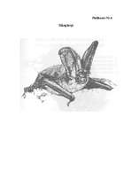 Referāts 'Dzīvnieku sabiedriskā uzvedība', 27.