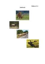 Referāts 'Dzīvnieku sabiedriskā uzvedība', 28.