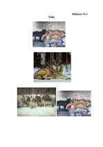 Referāts 'Dzīvnieku sabiedriskā uzvedība', 29.