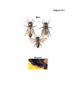 Referāts 'Dzīvnieku sabiedriskā uzvedība', 31.