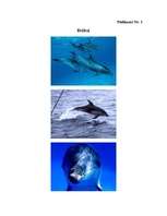 Referāts 'Dzīvnieku sabiedriskā uzvedība', 32.