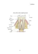 Konspekts 'Mūsdienīgas tehnoloģijas zobu ārstniecībā Latvijā', 22.