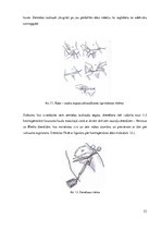 Diplomdarbs 'Ķirurģiskas ārstēšanas iespējas pēcdzemdību izmaiņām vēdera priekšēja sienā', 23.