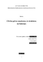 Referāts 'Cilvēka galvas smadzenes, to struktūras un funkcijas', 1.