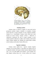 Referāts 'Cilvēka galvas smadzenes, to struktūras un funkcijas', 4.