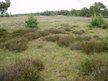 Prezentācija 'Ekoloģiskie faktori Pāvilostas pelēkajā kāpā', 2.