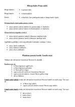 Konspekts 'Augšējās ekstremitātes topogrāfiskie veidojumi, fascijas', 2.