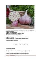 Biznesa plāns 'Ķiploku audzēšanas biznesa plāns', 6.