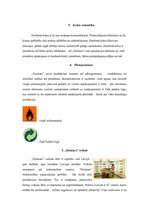 Konspekts 'A/s "Dzintars" uzņēmuma vizuālais profils', 5.