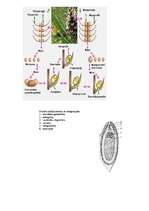 Referāts 'Kailsēkļi', 2.