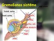 Prezentācija 'Gliemju tips', 10.