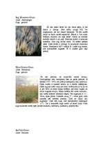 Referāts 'Stepju raksturojums, ģeogrāfiskais stāvoklis, klimats', 11.