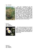 Referāts 'Stepju raksturojums, ģeogrāfiskais stāvoklis, klimats', 12.