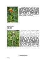 Referāts 'Stepju raksturojums, ģeogrāfiskais stāvoklis, klimats', 13.