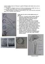 Konspekts 'Dzīvnieku acs uzbūves īpatnības', 2.