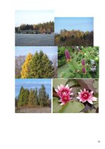 Referāts 'Tūrisma resursi un iespējas Kalsnavas arborētumā', 33.