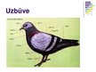 Prezentācija 'Putni', 8.