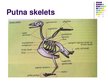 Prezentācija 'Putni', 13.