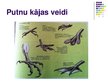 Prezentācija 'Putni', 14.