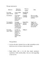 Konspekts 'Mārtiņš Zīverts "Nauda"', 4.