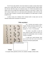 Konspekts 'Pelēkais vilks', 5.