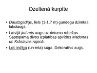 Prezentācija 'Gundegu dzimtas augi', 3.