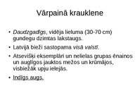 Prezentācija 'Gundegu dzimtas augi', 4.