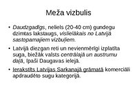 Prezentācija 'Gundegu dzimtas augi', 5.