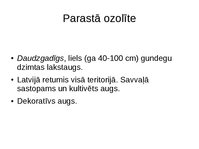 Prezentācija 'Gundegu dzimtas augi', 6.