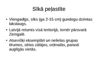 Prezentācija 'Gundegu dzimtas augi', 9.