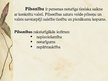 Prezentācija 'Pilsonības institūts konstitucionālajās tiesībās', 5.