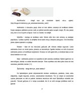 Referāts 'Narkotisko vielu lietošanas problēma un profilaktiskā darba iespējas skolā', 17.