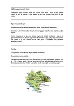 Referāts 'Ārzemju virtuve. Meksikas virtuves raksturojums', 5.