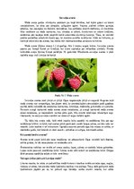 Eseja 'Savvaļas avenes', 1.