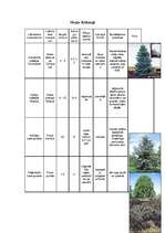 Konspekts 'Augu raksturojumi', 2.