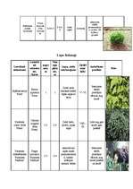 Konspekts 'Augu raksturojumi', 4.