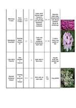 Konspekts 'Augu raksturojumi', 5.