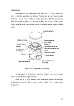 Referāts 'Bezplatformas inerciālās navigācijas sistēmas  kā gaisakuģu elektroniskās iekārt', 24.