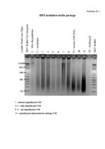 Referāts 'Lucernas populācijas "Aizkraukle" ģenētiskās daudzveidības izvērtējums', 26.